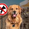 питомцы запрещены