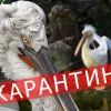 Кудрявый пеликан