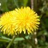 Одуванчик