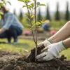 Посадка деревьев