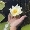 Водяная лилия Водяная лилия