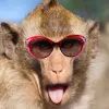 макака в очках