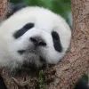 Панда