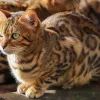 Кошки