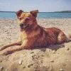 Собака на пляже