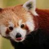 Красная панда