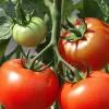 томаты