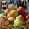 Яблоки