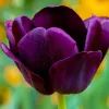 Тюльпан
