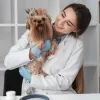 собака с ветеринаром