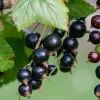 Черная смородина