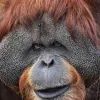 орангутан