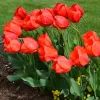 Тюльпаны
