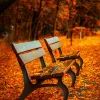 Осень, скамейки