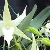 Орхидея Ангрекум