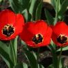 Тюльпаны «Галина Уланова»