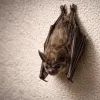 Летучая мышь на стене