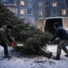 Ночная кража ёлки во дворе