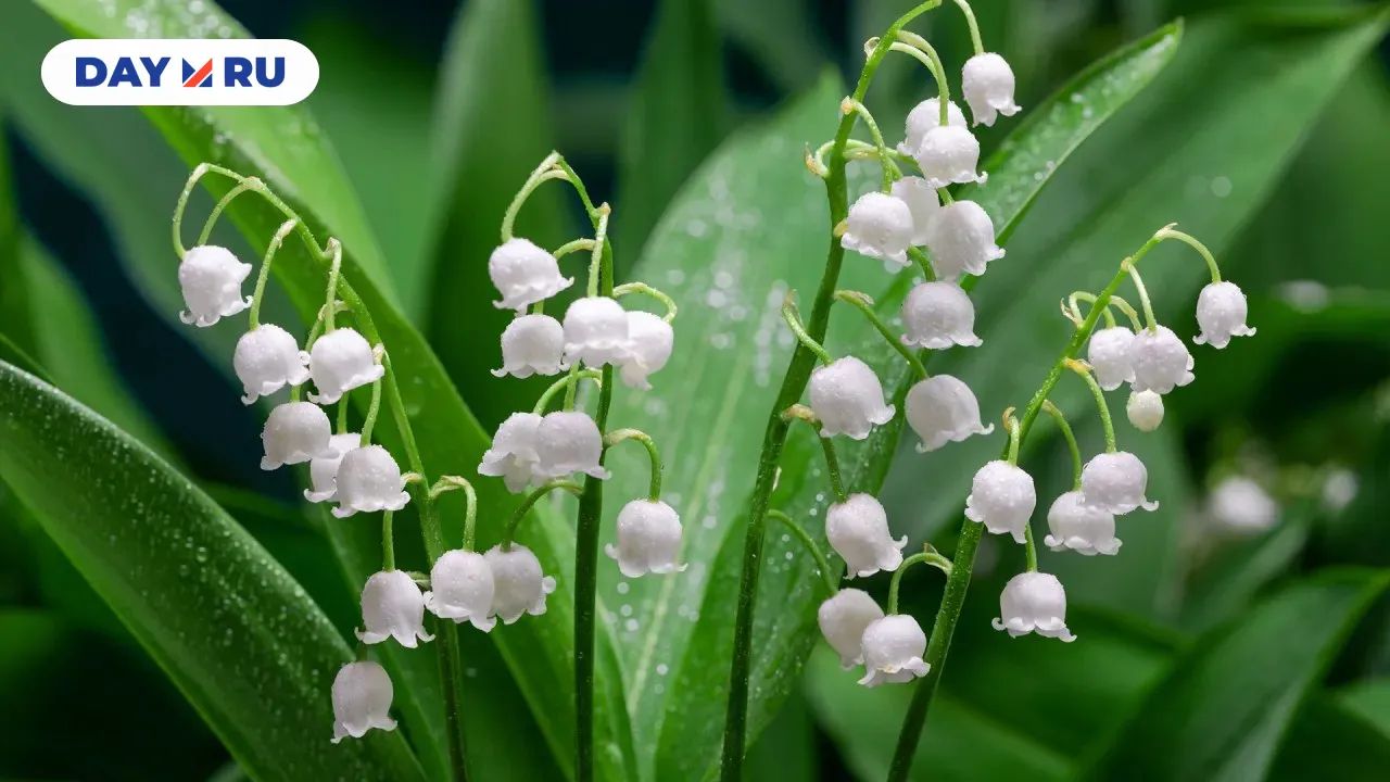 Ландыш зацвел