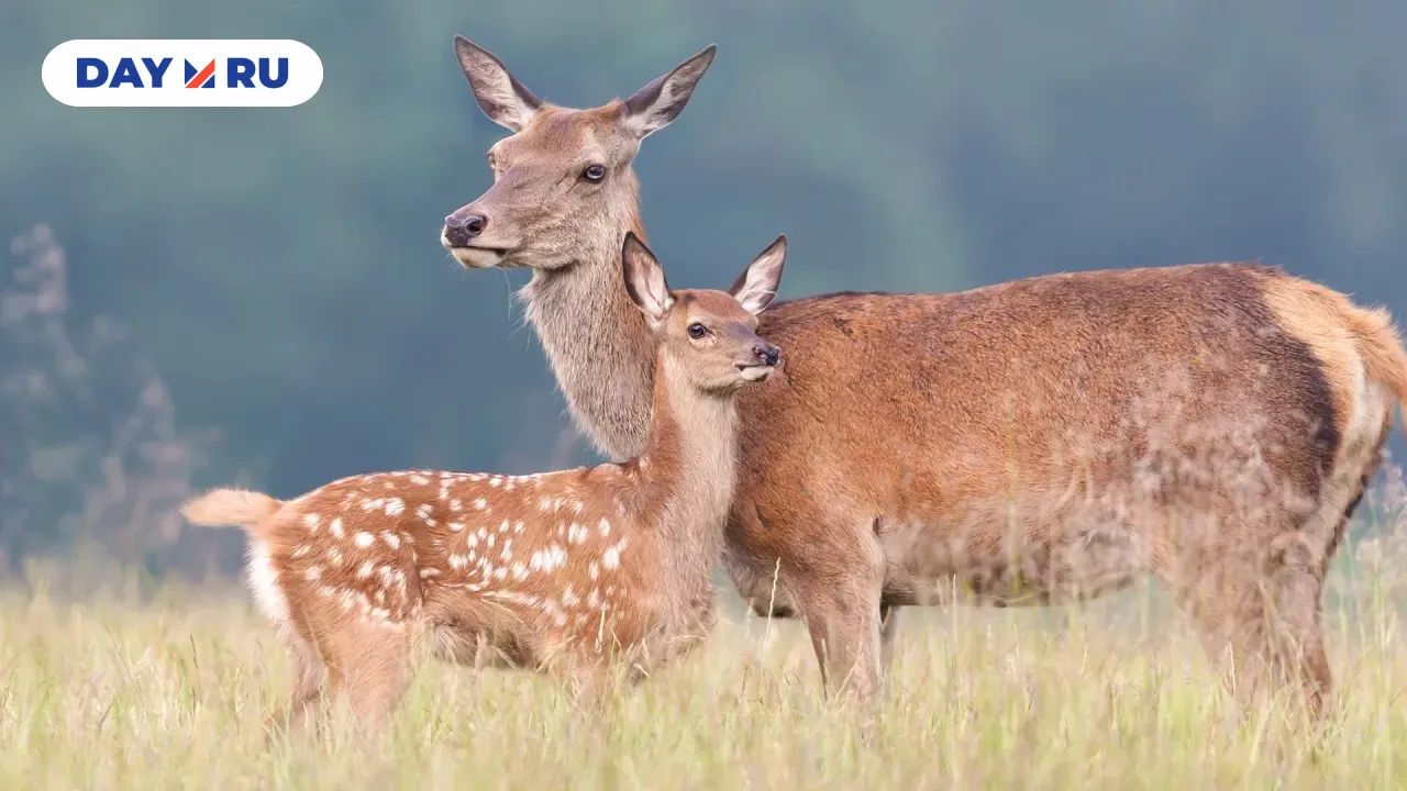 Московский Бэмби