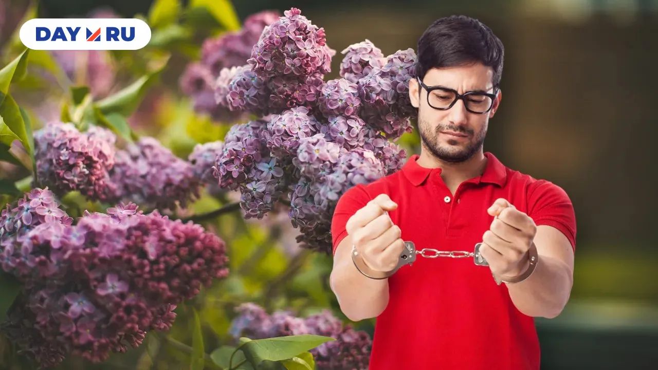 Срок за сорванную ветку сирени