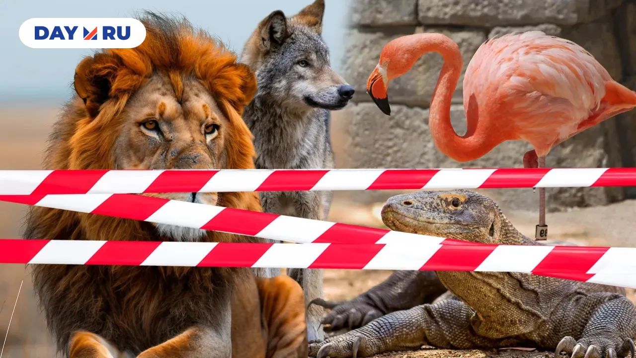 Лев, волк и другие домашние животные — вне закона