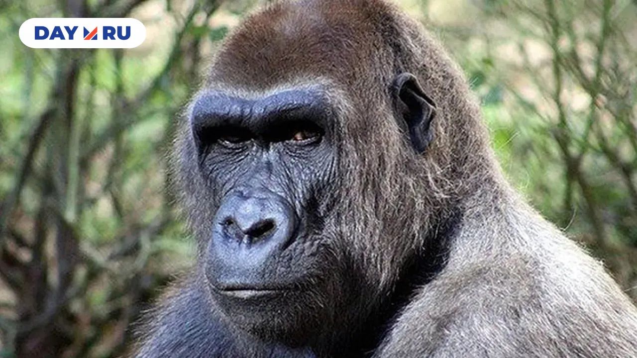 Человек против зверей