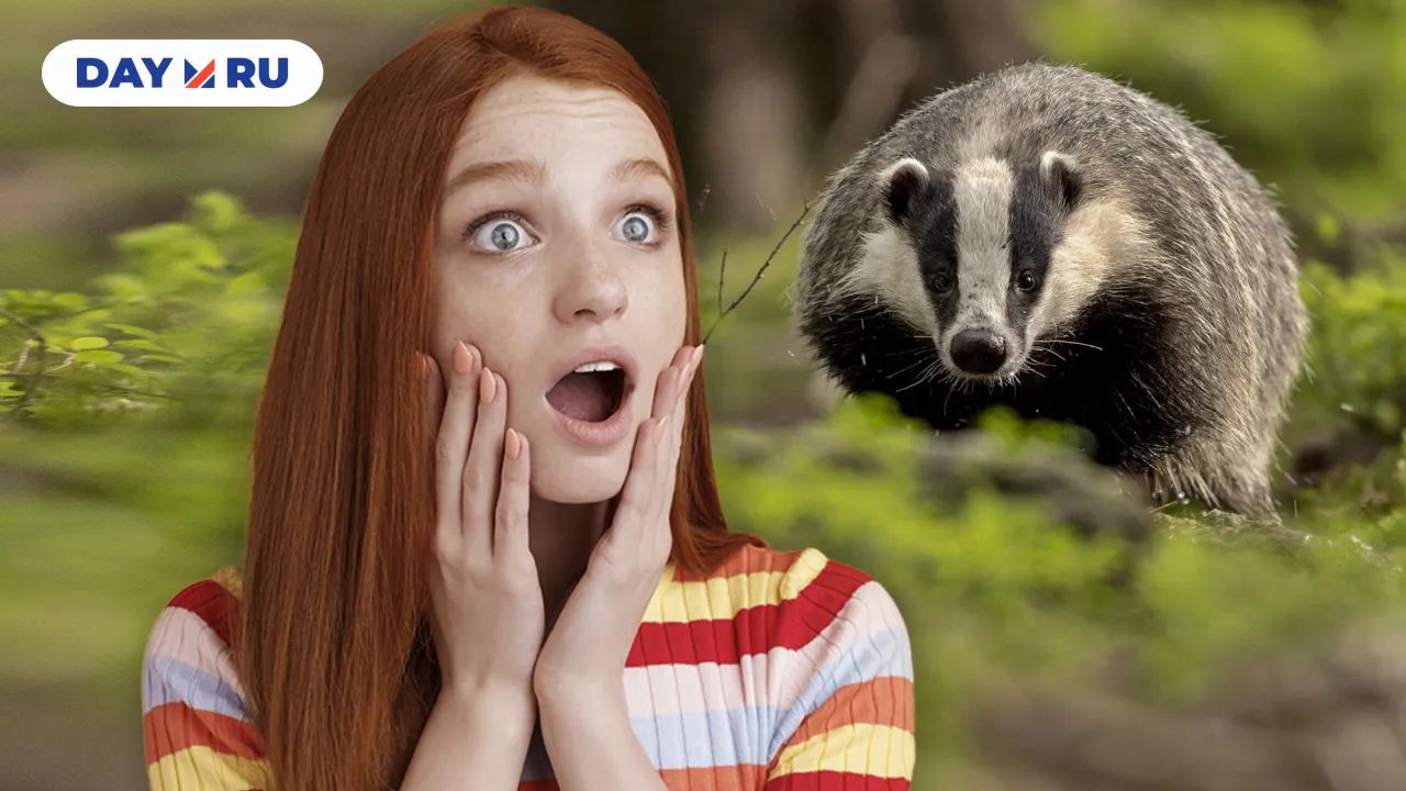 девушка и барсук