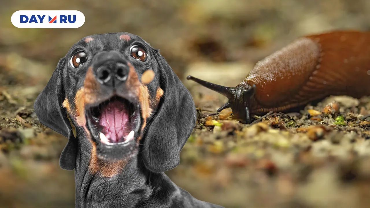 Испанские слизни