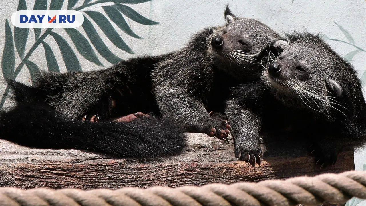 Бинтуронги