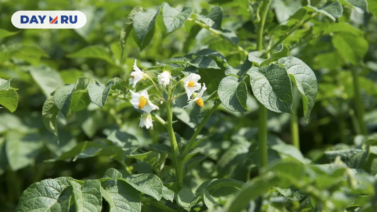 Цветок картофеля