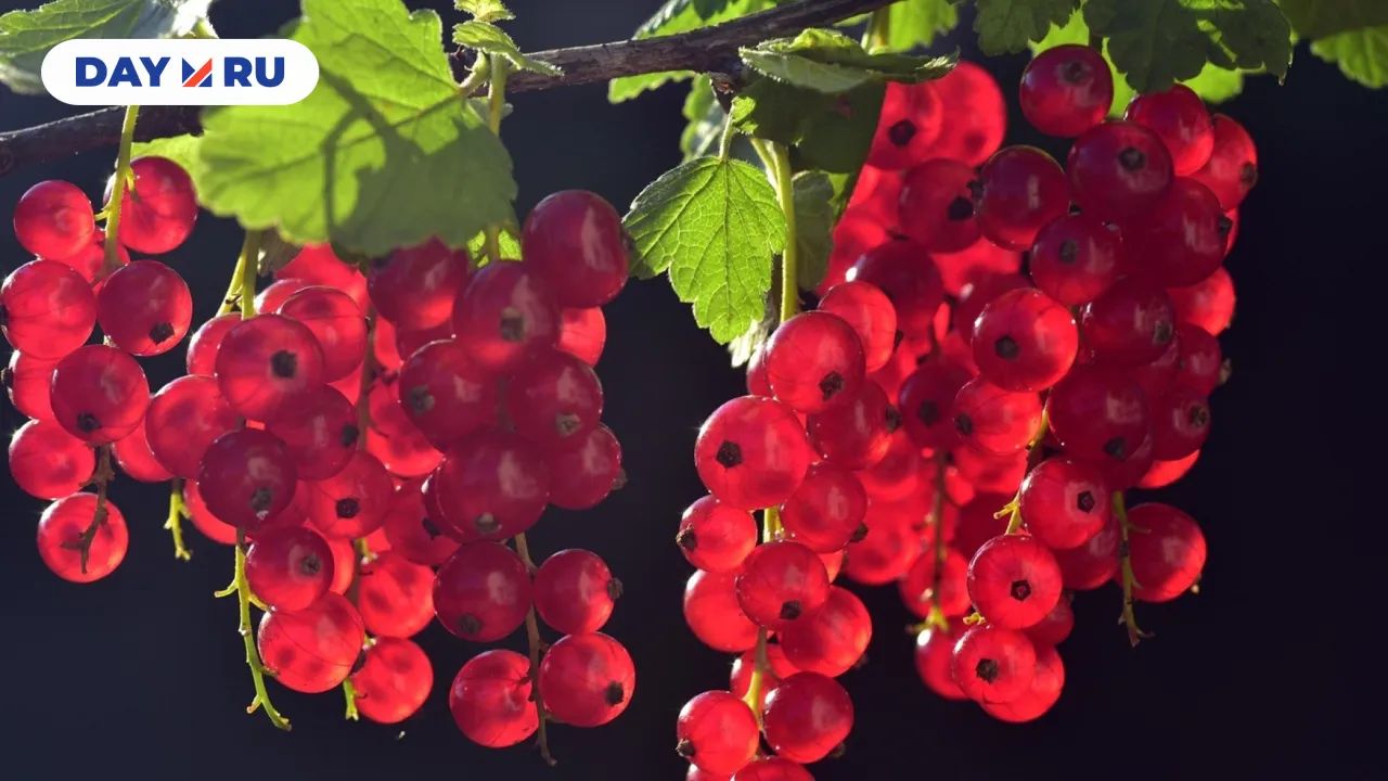 Красная смородина