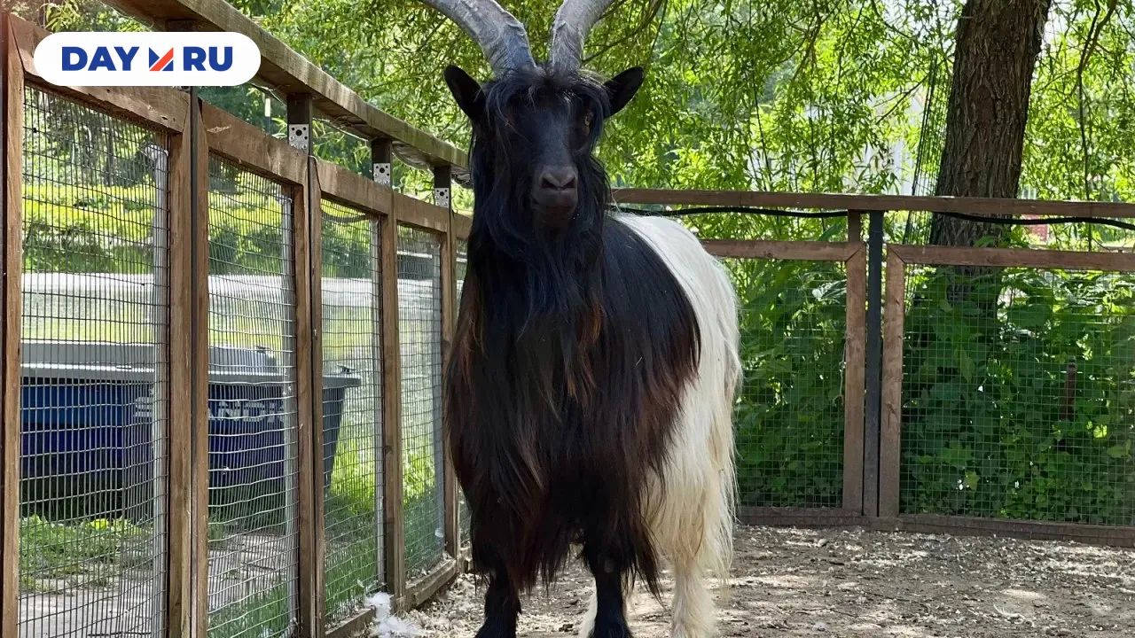 Рогатый красавец любит позировать