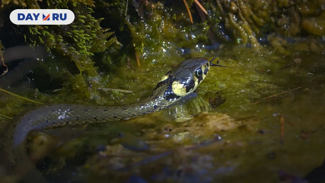 Обыкновенный уж