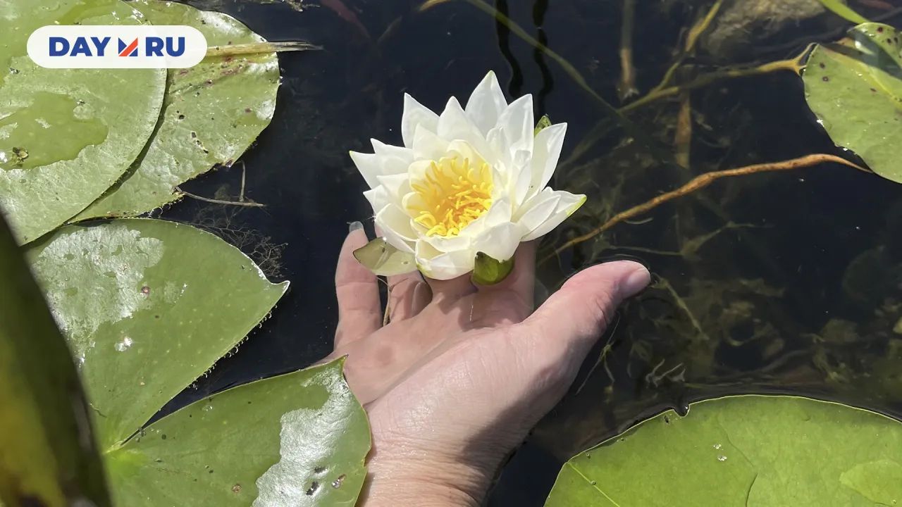 Водяная лилия