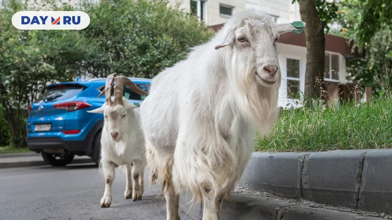 Бутовский козы