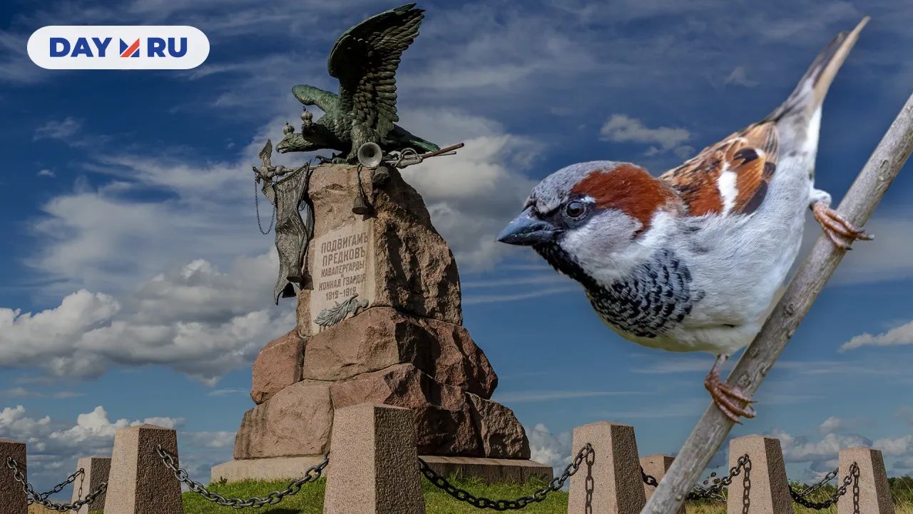 Бородинское поле