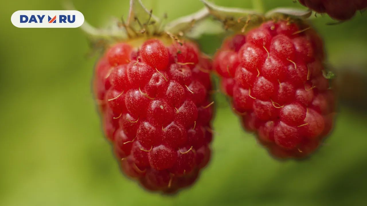 Ягода малина