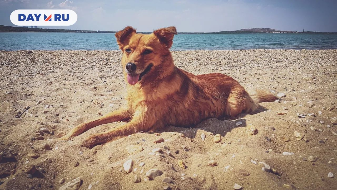 Собака на пляже