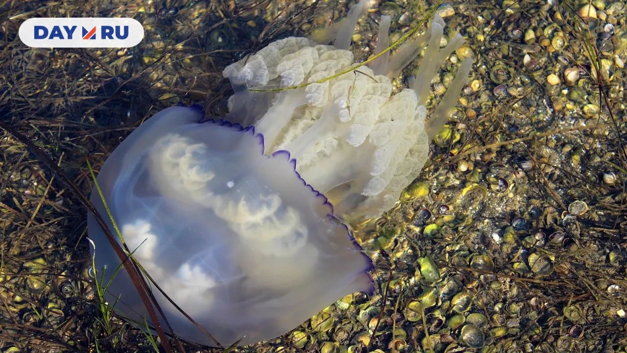 Медуза-корнерот