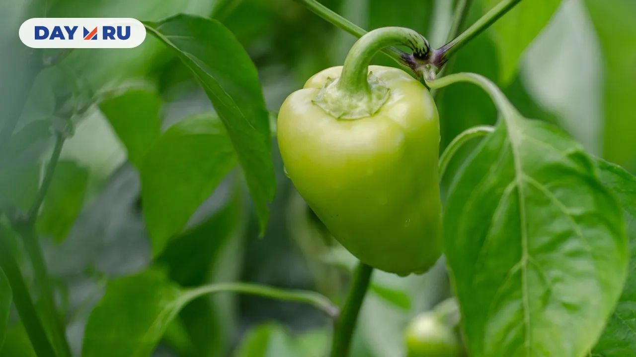 Перец на грядке