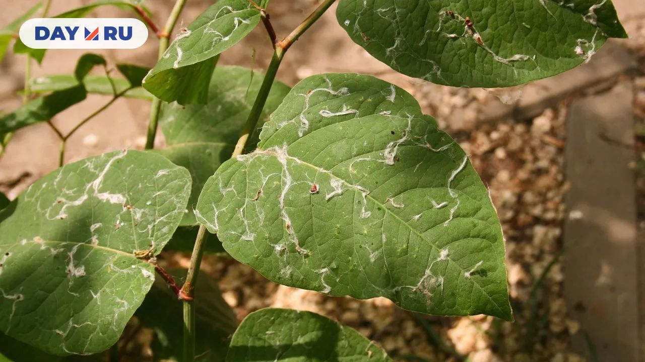 Тополиный пух