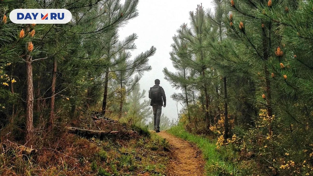 Лесная прогулка