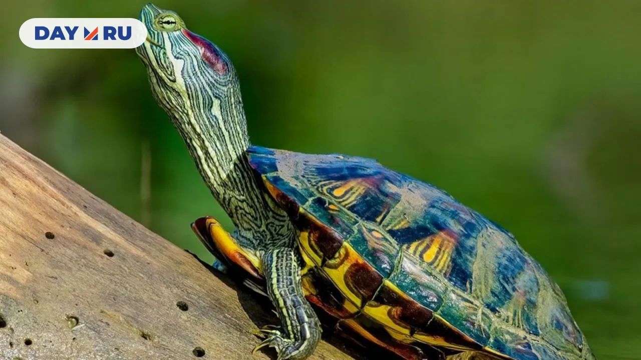 Красноухая черепаха