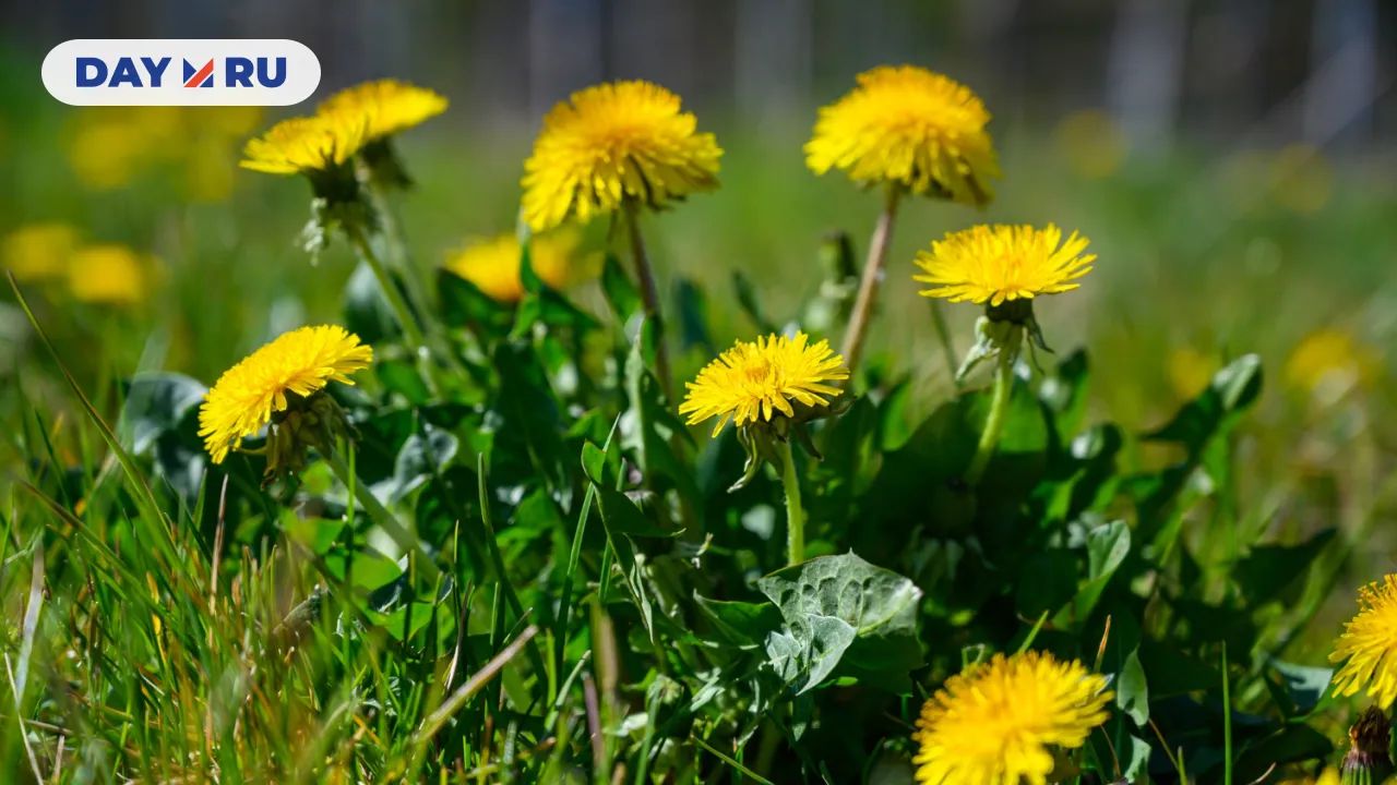 Одуванчики