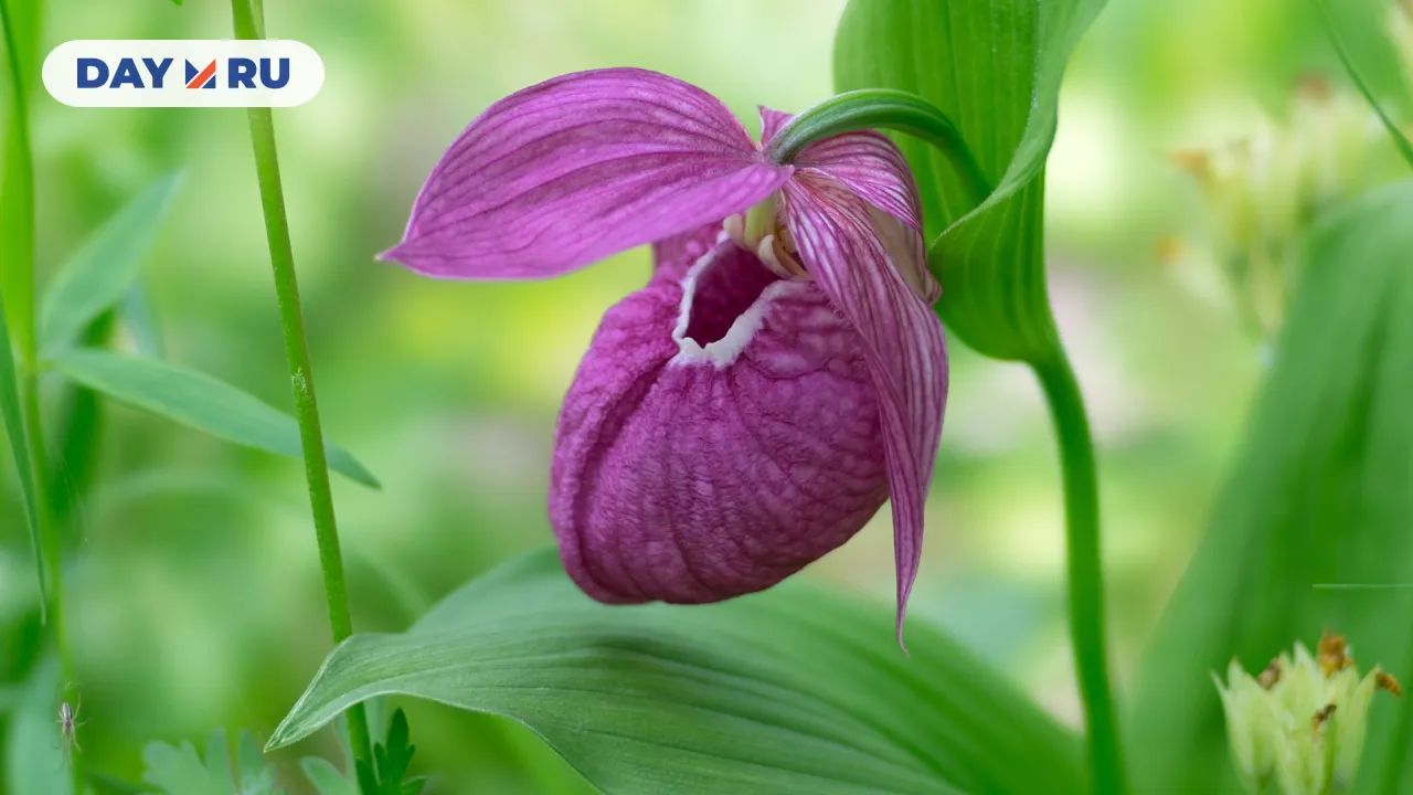 Венерин башмачок Венерин башмачок