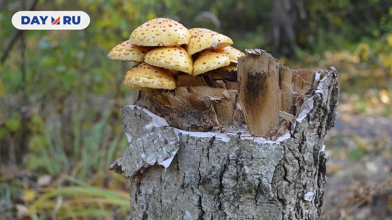 Чешуйчатка