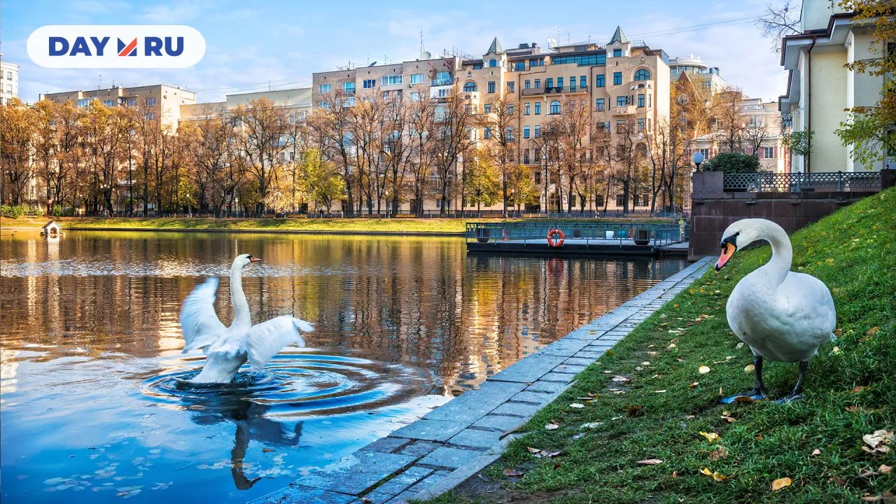 Лебеди на Патриарших прудах