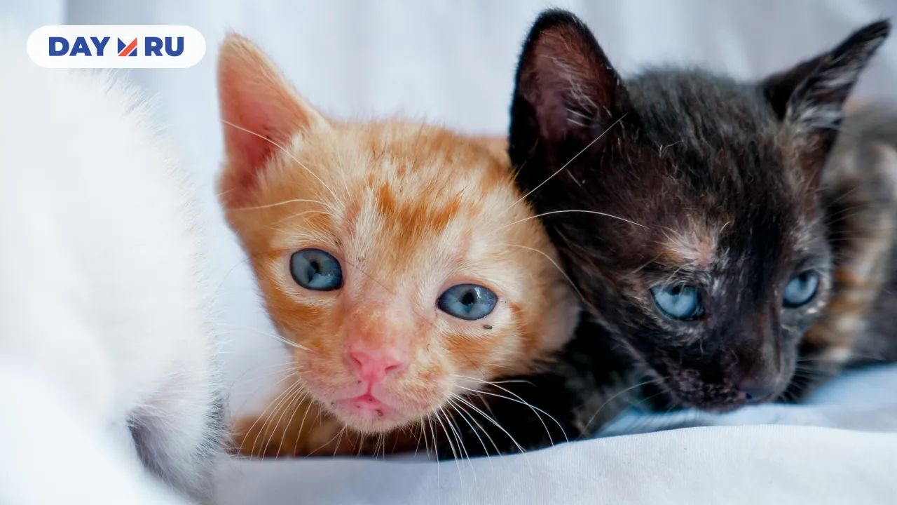 Рыжий и черный котята