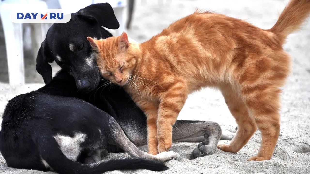 Кошка и собака